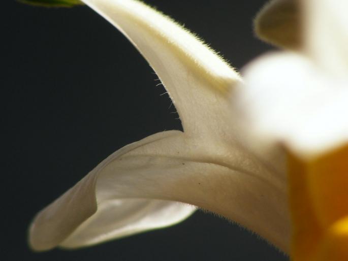 DSCF1752 - Pachistachis Lutea - The flower - EVOLUTION