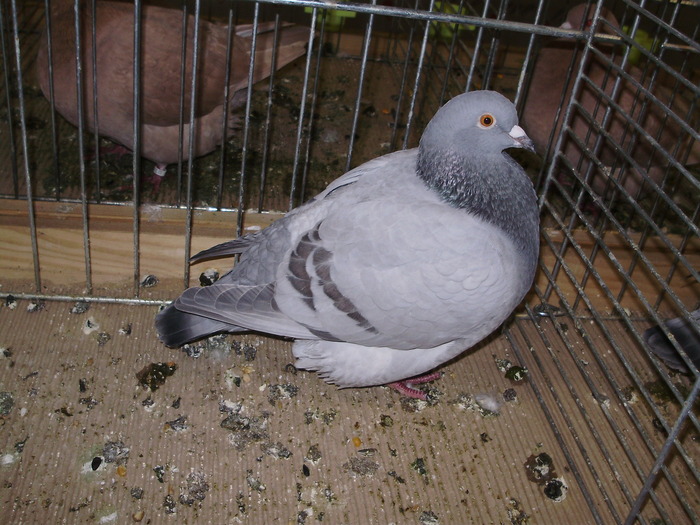5372 t 0