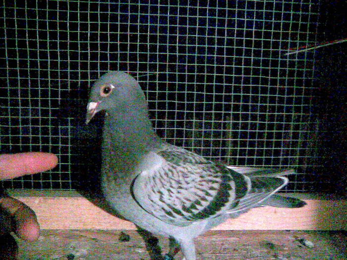 Picture 077 - porumbeii mei