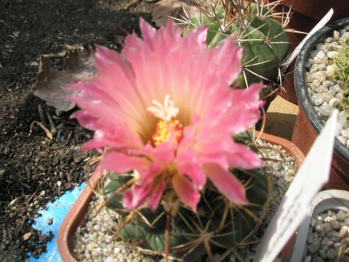 Coryphantha elephantidens