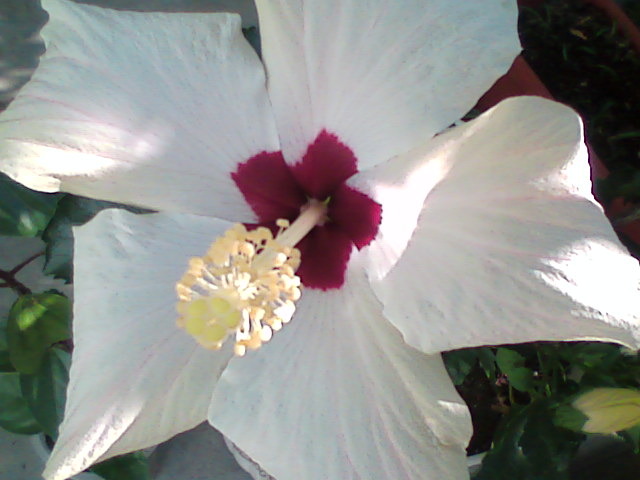 Imag023 - hibiscus