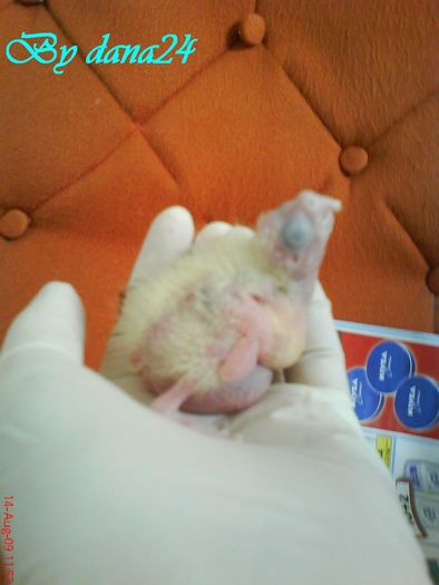 praslea la 7 zile vedere din profil