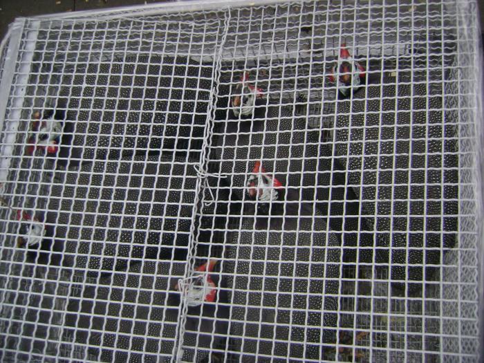 DSC05708 - Expozitie Sancraiu de Mures 2009 - Targ