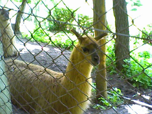 LAMA - Gradina Zoologica Turda