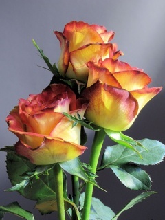 Roses_For_My_Queen - logouri