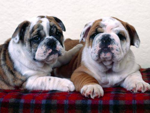 Bulldog Wallpapers Poze cu Buldogi Imagini Caini - caini