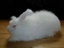 angora