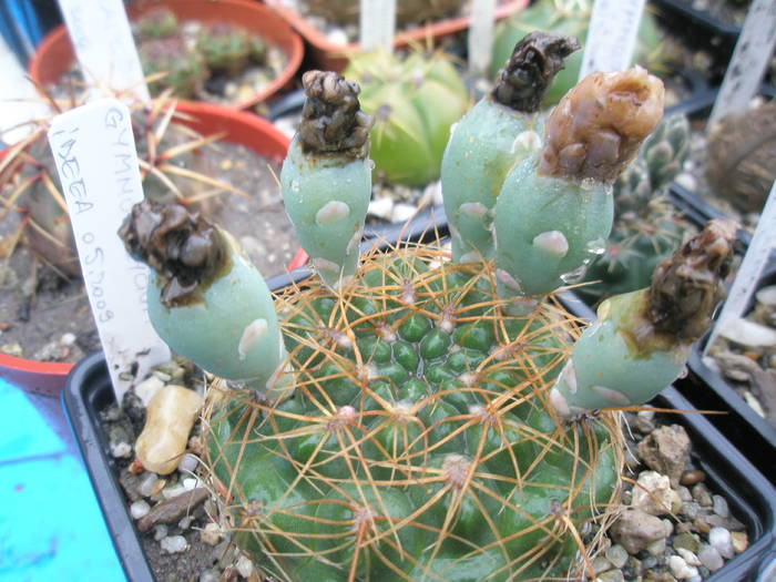 Gymnocalycium cu spin central - fructe 12.07 - FRUCTE de cactusi si suculente