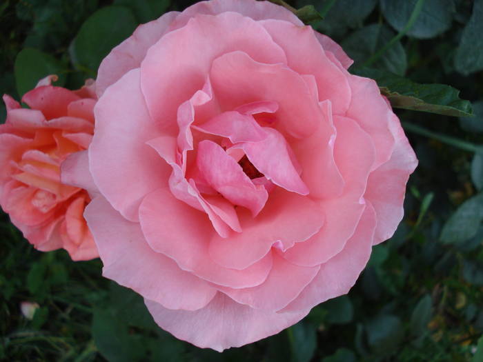 Rose Royal Highness (2009, July 10)