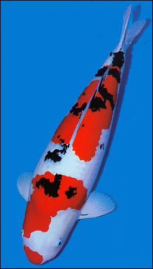 11-sanke_copy - KOI CARP