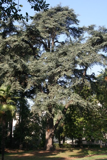 roma 315 - Gradina si Piazza Quirinale