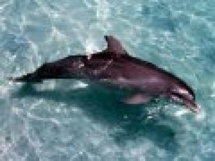 KCHWZACYYRENRTUNQYO[1] - poze delfini si cativa pestisori