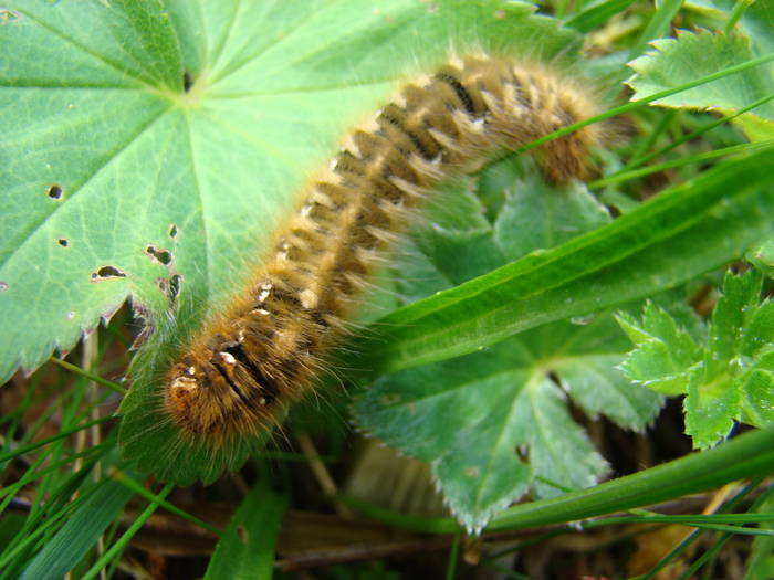 DSC03903 - Concediu 2009