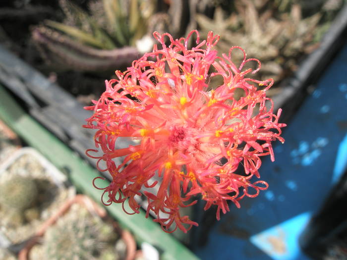 floare de Senecio stapeliformis - SUCULENTE 2009