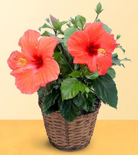 Tropical Breeze Hibiscus - Flori - Flori