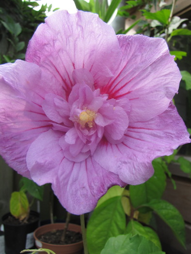 Hibiscus gradina mov 19 sept 2009