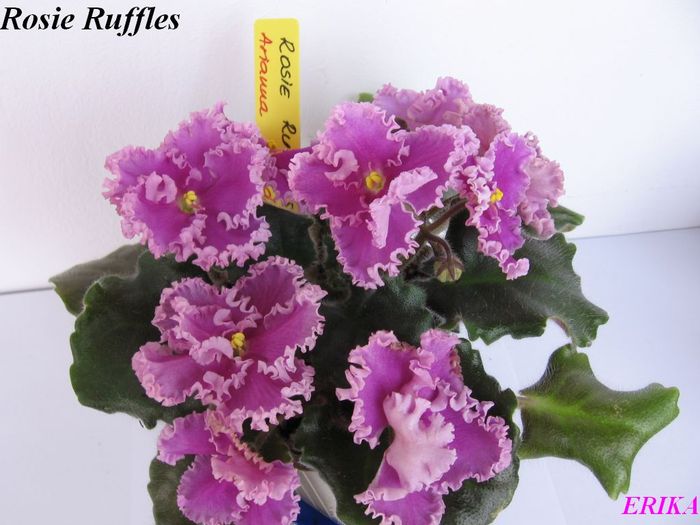 Rosie Ruffles 2009 jun 4 - Violete de colectie