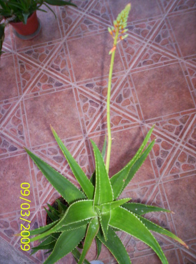 Aloe vera; floarea de leac infloreste
