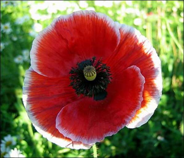 floarea zodiacului meu