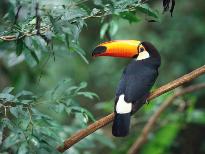 Toco Toucan - Pictures