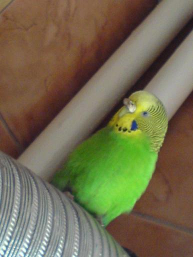 perus(puiutzu) - papagalii mei