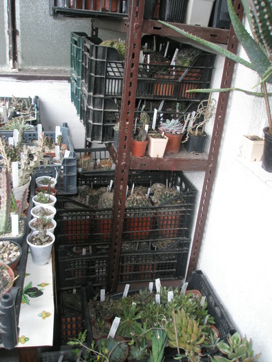 laditele din dreapta jos - cactusi la iernat 2009-2010