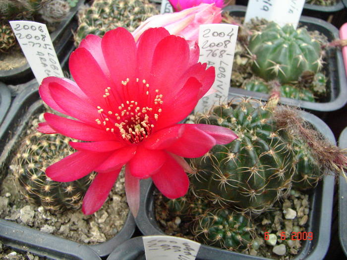 DSC06015 - 2009 Iunie