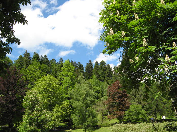 040 - 31 mai 2009 Peles