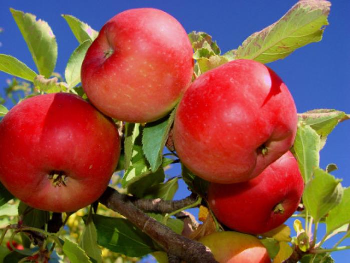 Hondo Valley Apples.  New Mexico.  Courtesy Tocayo750 and Flickr. - FRUCTELE MELE PREFERATE