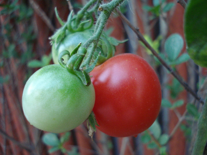 Tomato Cerise (2009, Sep.16) - Tomato Cerise