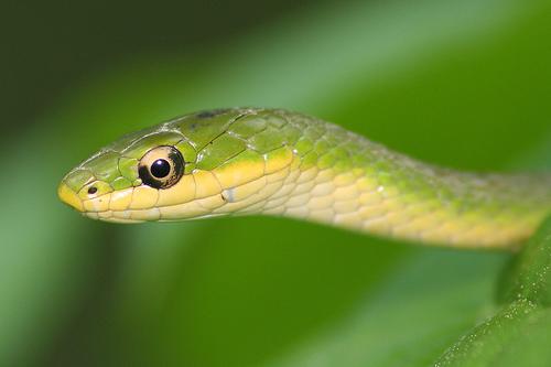 amazing-snake-pictures17[1] - serpi