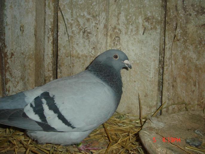Picture 486 - porumbeii lui varzoi