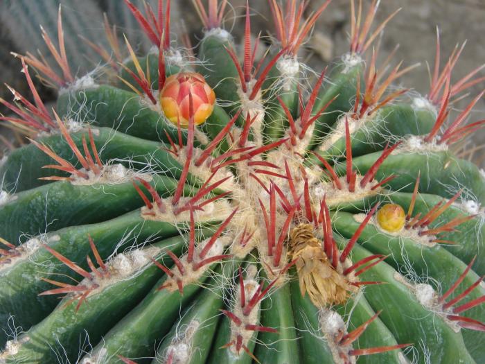 Ferocactus steinesii, v pilosus, boboci, vedere apicala, detaliu.