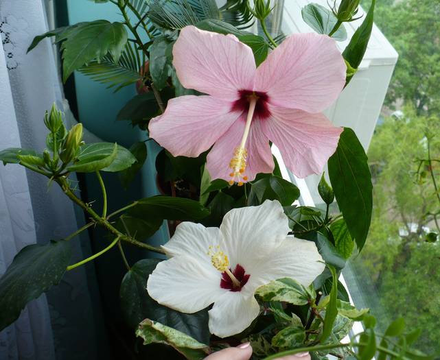 P1110507
