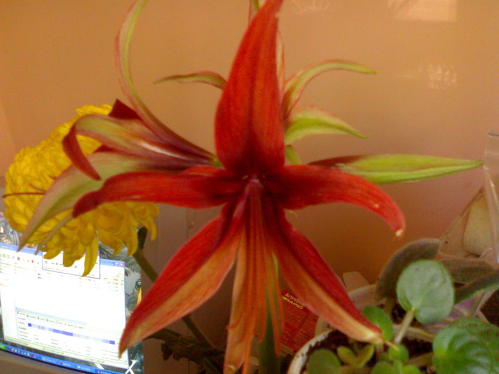 Hippeastrum cybister 'Merengue' - Hippeastrum 2009-2010