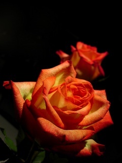Two_Roses