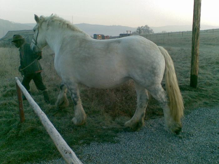 Daneza - CAI RASA PERCHERON