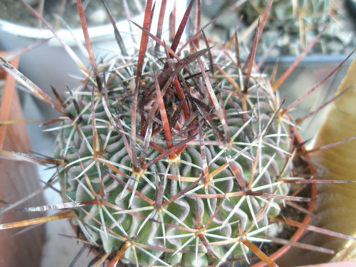 Echinofossulo nr. 3 - Echinofossulocactus
