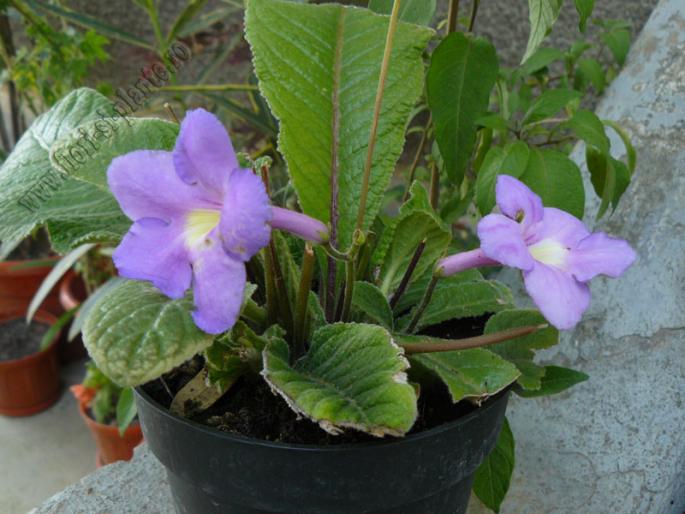 Streptocarpus lila 1