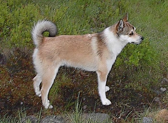 lundehund - Lundehund-cea mai rara rasa de caine