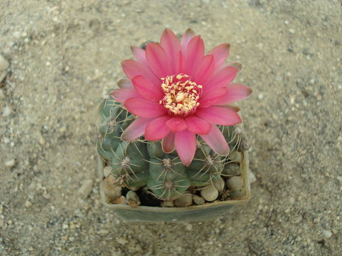 Gymnocalycium  andrea - Cactusi