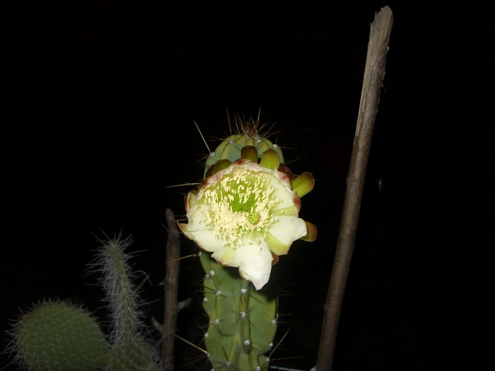 ora-21:00 - Cereus forbesii