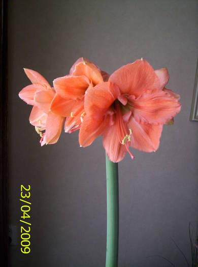 Hippeastrum 23 apr 2009 (1)