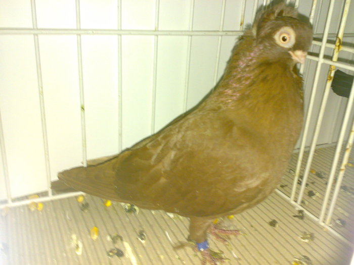 ardeal m 12 - 1509 rom juc 1