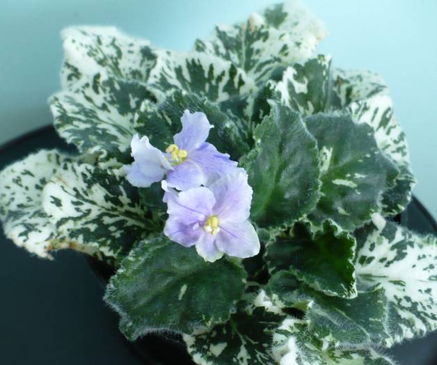 Pretty Miss Kelly - Saintpaulia - violete de camera