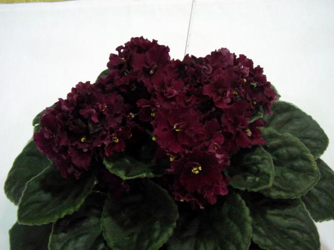 Buffalo_Hunt_2005avsa - violete de pe net