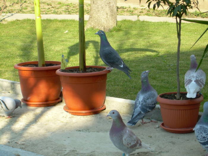 15.03.2009 004; porumbei 2008
