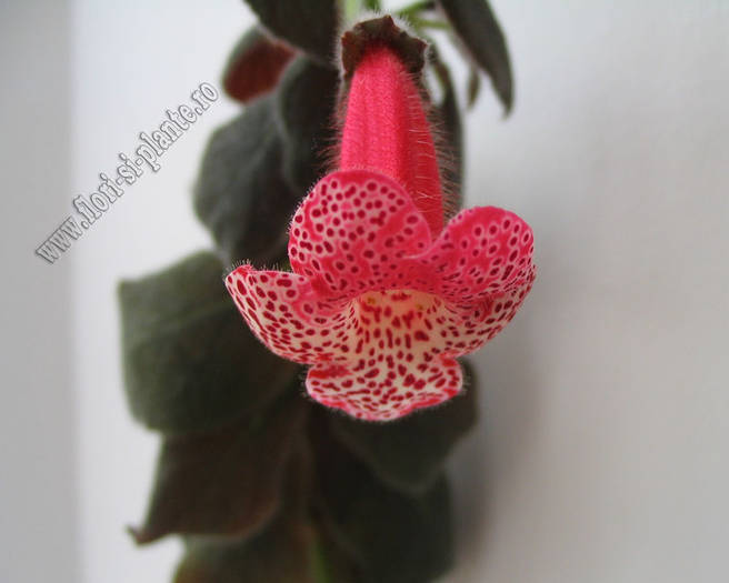 Kohleria Prince Albert 9