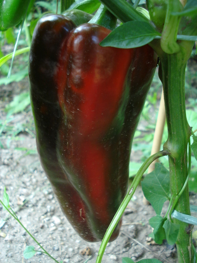 Nocera Rosso Pepper (2009, Aug.21) - Nocera Rosso Pepper