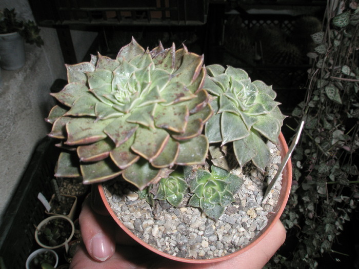 Graptopetalum bellum 1 - cactusi la iernat 2009-2010